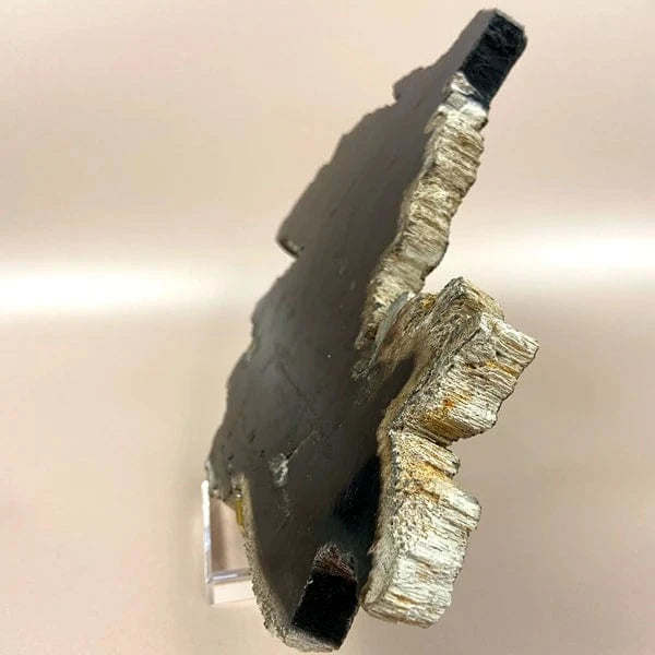 Esté Crystals crystal Sirius Petrified Wood Slab