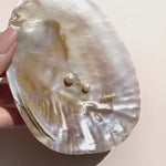 Shell Bowl | Shell Trinket Bowl | Trinket Bowl | Crystal Bowl | Bowl for Crystals | Catch All Bowl