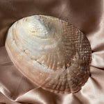 Esté Crystals crystal Shell Trinket Bowl