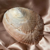 Esté Crystals crystal Shell Trinket Bowl