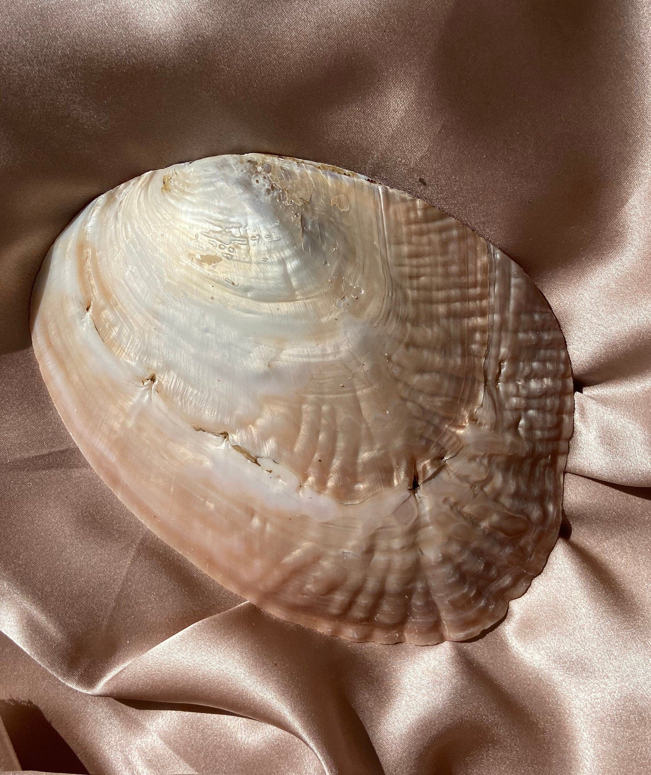 Esté Crystals crystal Shell Trinket Bowl