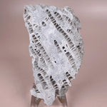 Esté Crystals crystal Druzy Fossilized Coral Slab