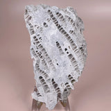 Esté Crystals crystal Druzy Fossilized Coral Slab