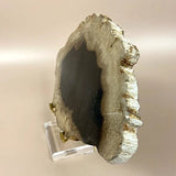 Esté Crystals crystal Petrified Wood Jordan Slab